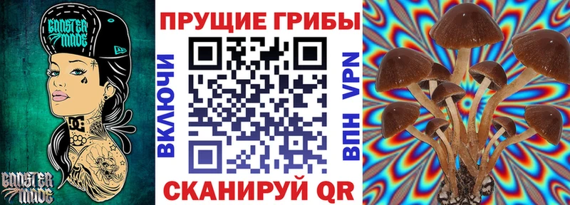 Галлюциногенные грибы Psilocybine cubensis  Талдом 